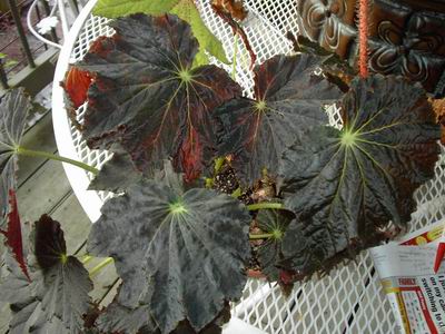 B. ‘Black Beauty’